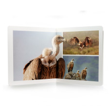 hover image